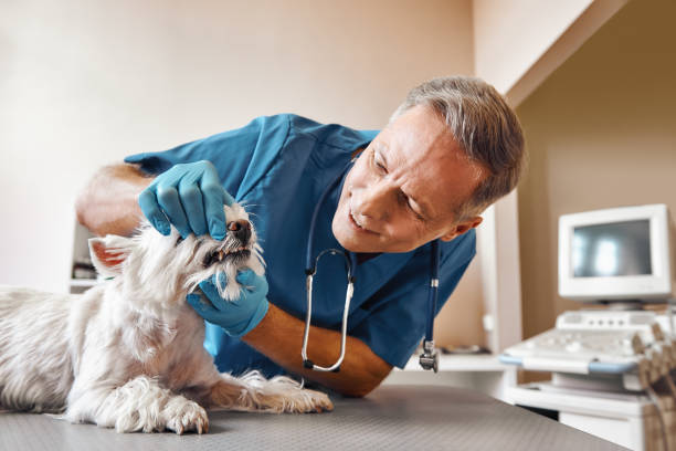 Best Emergency Dentist for Knocked-Out Tooth in Leo Cedarville, IN